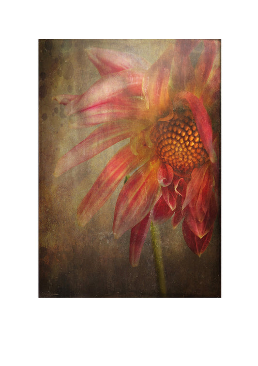 The Dahlias Heart